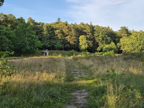 Wilsede W1