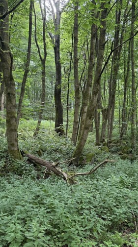 Meißner Rundweg 6