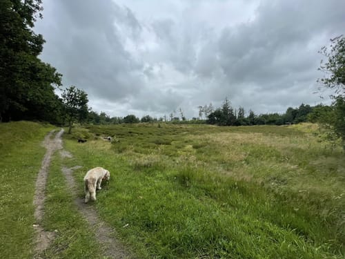 In die Mildstedter Tannen