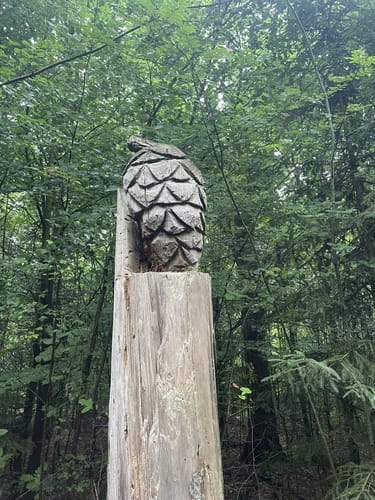 In die Mildstedter Tannen
