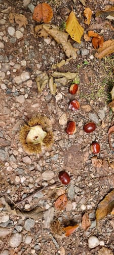 Schlossbergtour (Premiumwanderweg)