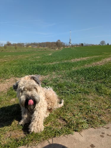 Heidschnuckenweg Etappe 1: Fischbek - Buchholz in der Nordheide
