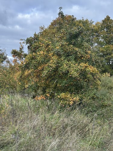 Kondertal entlang des Eschbach
