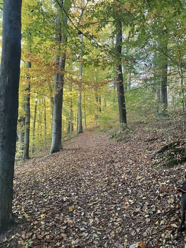 Heinrich-Schütz-Weg