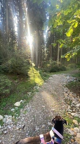 Heinrich-Schütz-Weg