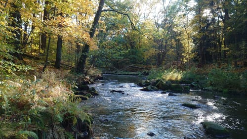 Stausee Sohland - Gondelteich - Kälbersteine
