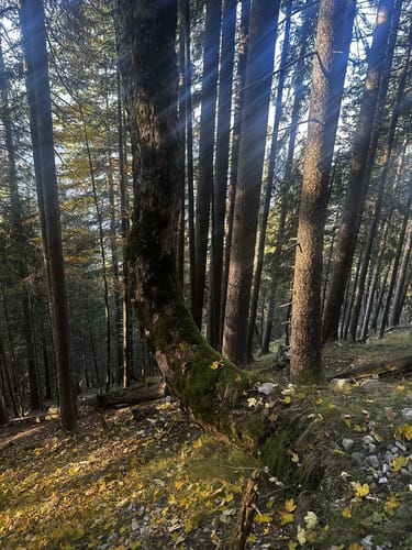 Gipfelwanderung zum Krottenkopf ab Oberau