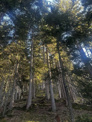 Gipfelwanderung zum Krottenkopf ab Oberau