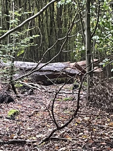 In der Ohligser Heide