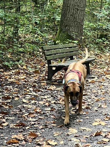 In der Ohligser Heide