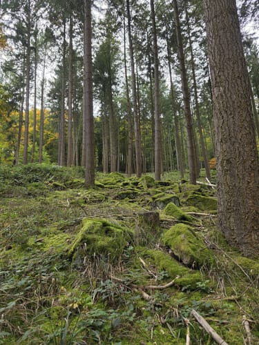 Miltenberg - Felsenmeer Rundwanderung