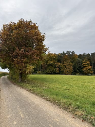 Eine Spur Abwechslungsreicher (Zemmer Nr. 14)