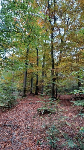 Heimat Gemünden (Traumschleife)