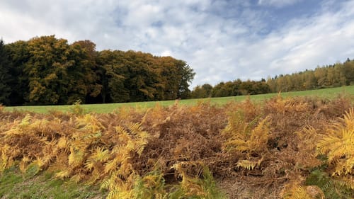 Utscheid (Naturpark Südeifel Wanderweg Nr. 82)