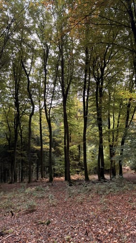 Utscheid (Naturpark Südeifel Wanderweg Nr. 82)
