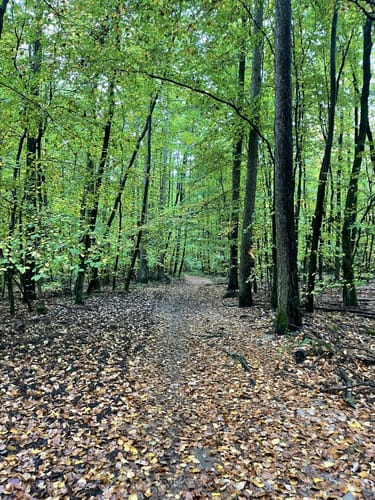 Wiesbaden über Neroberg und Leichtweißhöhle