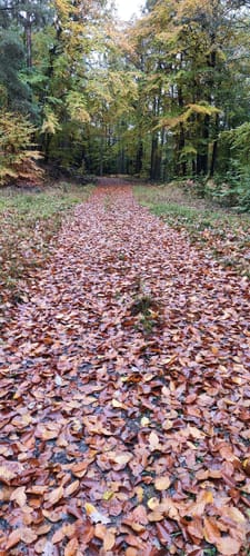 Rund um Lambrecht