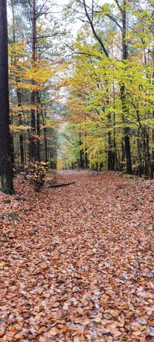 Rund um Lambrecht
