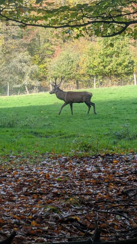 Um die Wiehler Tropfsteinhöhle und den Wildpark