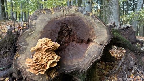 Birmingen (Naturpark Südeifel Wanderweg Nr. 77)