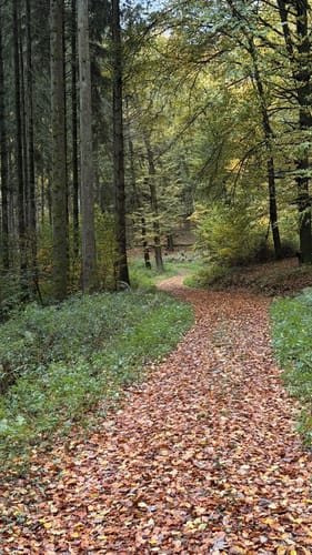 Birmingen (Naturpark Südeifel Wanderweg Nr. 77)