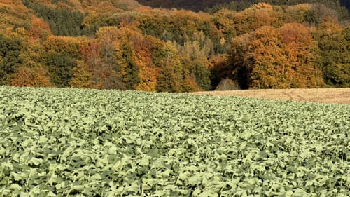 Birmingen (Naturpark Südeifel Wanderweg Nr. 77)