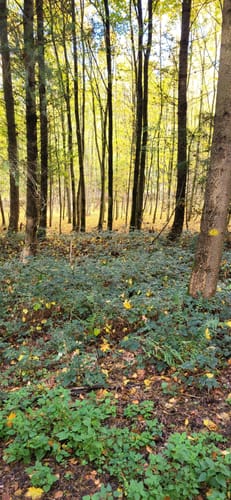 Hösbacher Wald