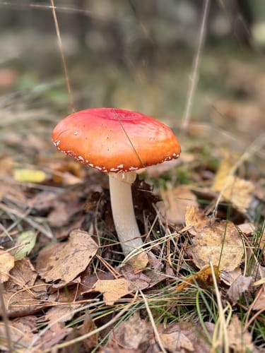 Runde bei Müden