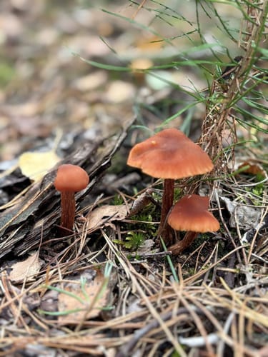 Runde bei Müden