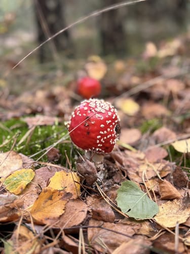 Runde bei Müden