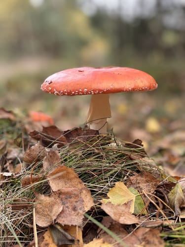 Runde bei Müden