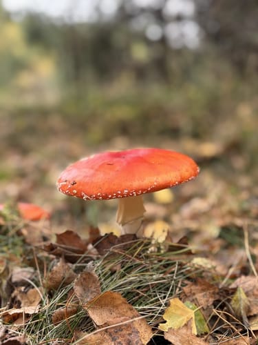 Runde bei Müden