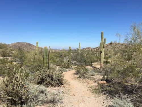 Best 10 Hikes and Trails in Estrella Mountain Regional Park | AllTrails