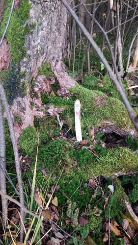 Rund ums Ainringer Moor