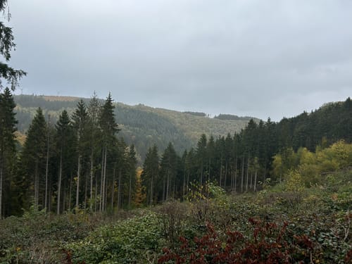Woffelsbach und Steckenborn