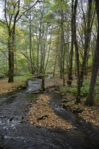 Saynsteig (Traumpfad)