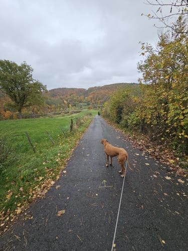 N1: Rund um Nieder-Werbe