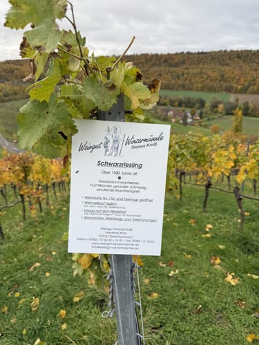 Rundwanderweg Waldläufer ab Handthal