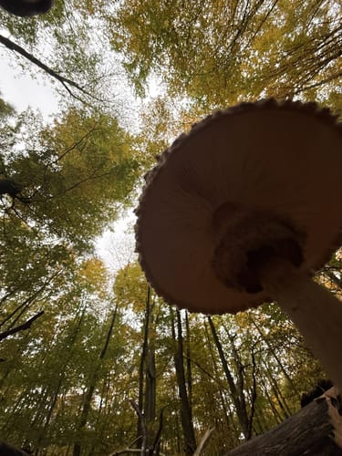 Rundwanderweg Waldläufer ab Handthal