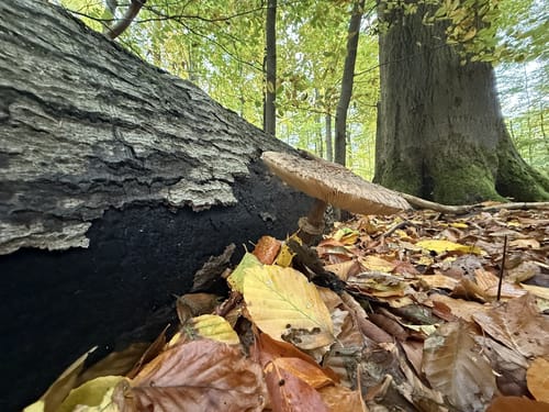 Rundwanderweg Waldläufer ab Handthal