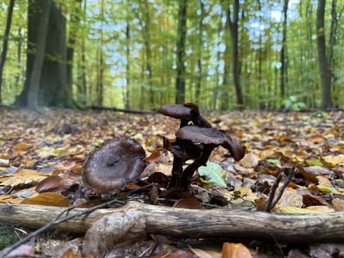 Rundwanderweg Waldläufer ab Handthal