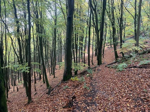Wildnis Trail Etappe 1: Höfen - Einruhr