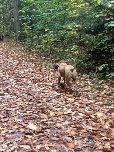 In der Ohligser Heide