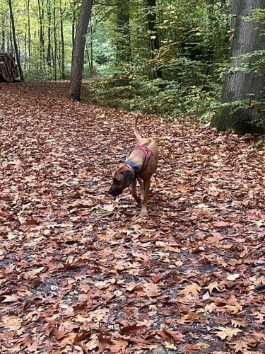 In der Ohligser Heide