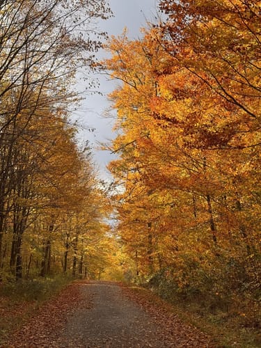 Böblinger Wald Rundweg