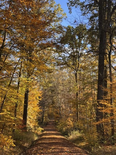 Böblinger Wald Rundweg