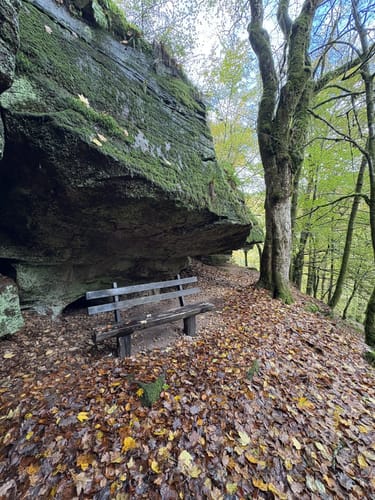Rundwanderweg Hirschhorn 6: Waldbrudershütten-Weg