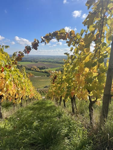 Neipperg - Lochwald - Krapfen