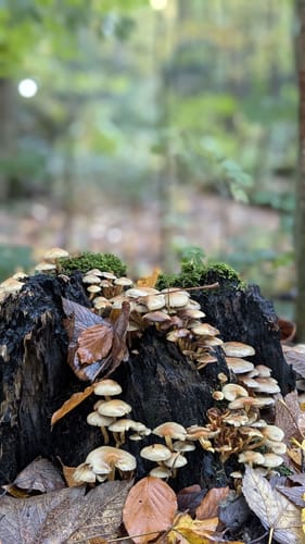 Rund ums Weitmarer Holz