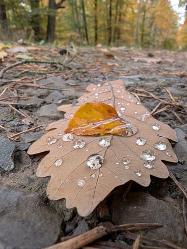 Spessartspur "Niederrodenbacher Barbarossaquelle und Klosterruine"